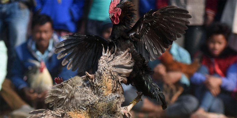 Cấu trúc lịch rèn luyện gà chọi tự động trên ứng dụng bài bản