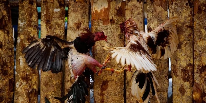 Xu hướng số hóa trong nuôi gà chọi phổ biến