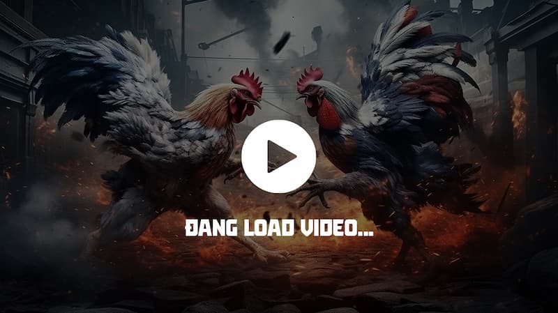Bạn nên quan sát kỹ lỗi đá và kỹ thuật ra đòn của chiến kê trong video