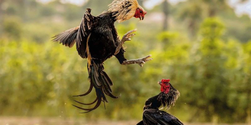 Các ưu điểm của lịch rèn luyện gà đá tự động qua ứng dụng