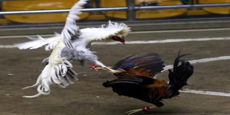 Lưu giữ huyết thống kỹ thuật số gà chọi tránh thất lạc và sai sót