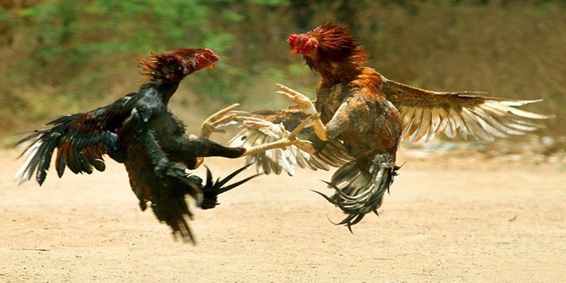 Dễ dàng truy xuất nguồn gốc của chiến kê