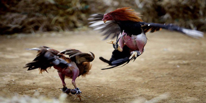 Tối ưu hóa chiến thuật đá gá với các trận đấu sparring