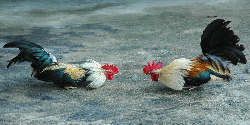 Theo dõi các cú đá trong nhật ký huấn luyện ảo sẽ giúp bạn đưa ra phán đoán phù hợp