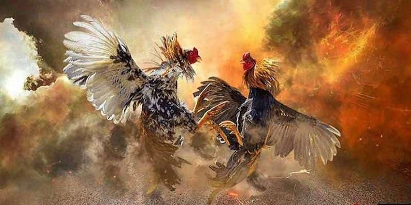 Biết cách quan sát thể trạng của chiến kê sẽ giúp bạn đưa ra lựa chọn phù hợp