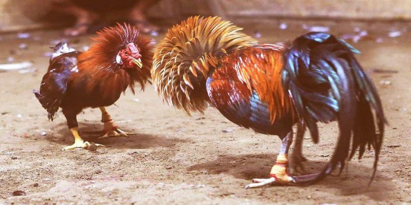 Cược đặc biệt giúp tăng thêm phần hấp dẫn