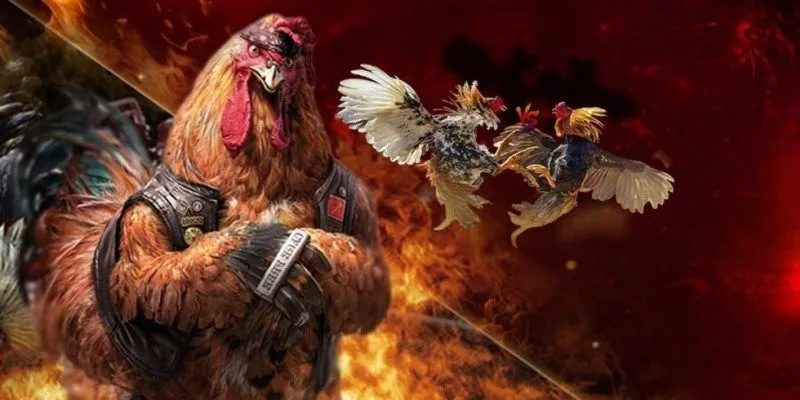 Sự hấp dẫn của cá cược đá gà